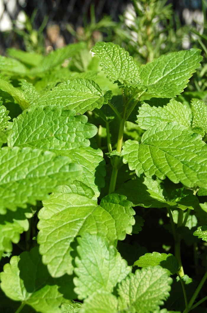 Lemon balm - Melissa officinalis from Ladds Gardencener