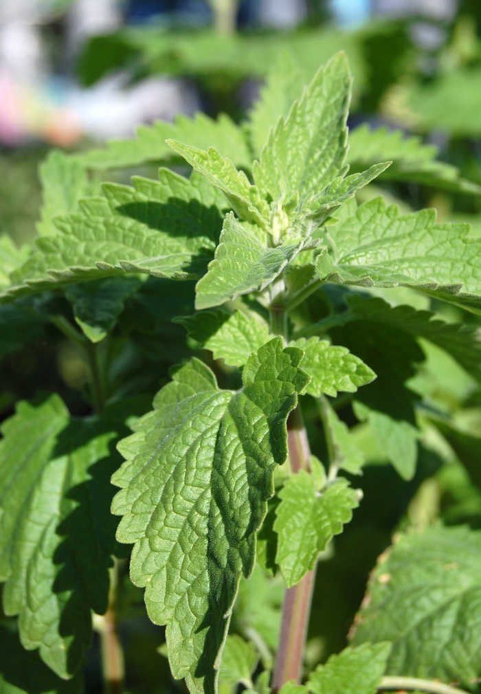 Catnip - Nepeta cataria from Ladds Gardencener