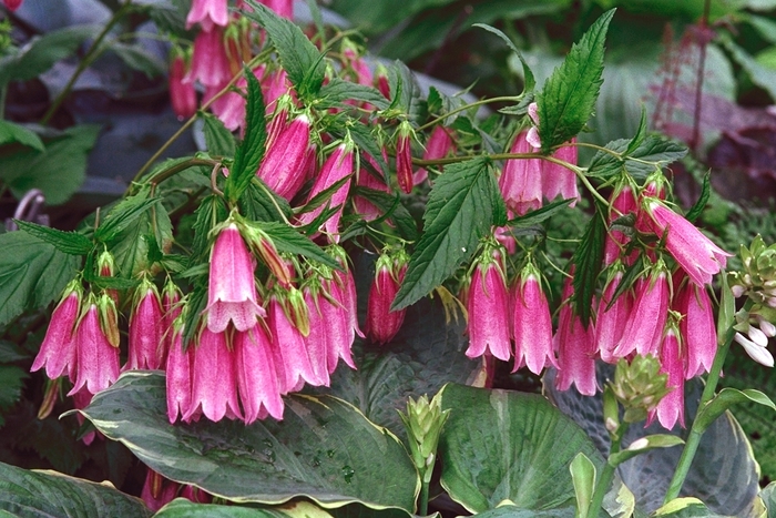 'Cherry Bells' Bellflower - Campanula punctata from Ladds Gardencener