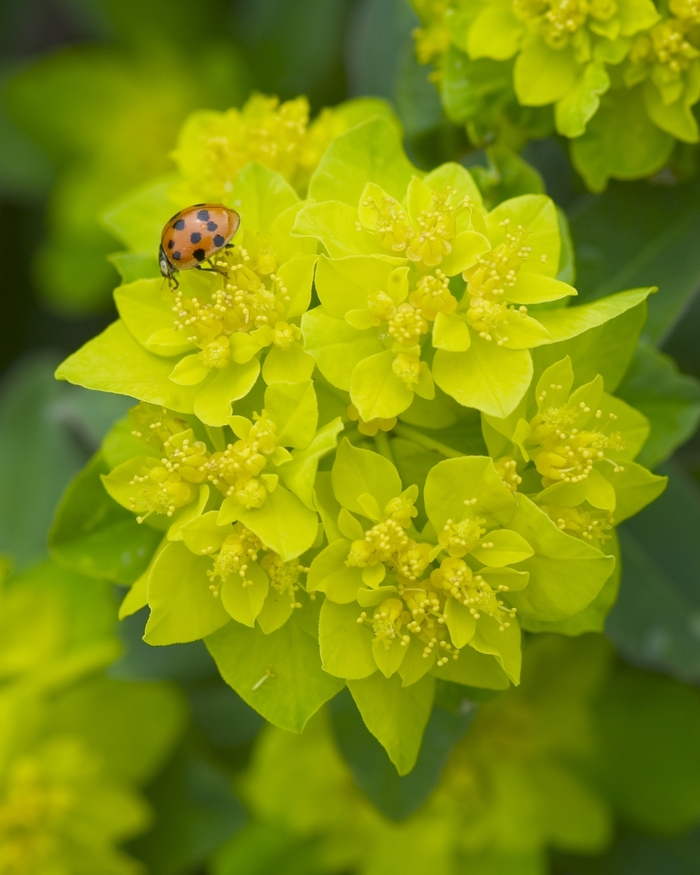 Cushion Spurge - Euphorbia polychroma from Ladds Gardencener