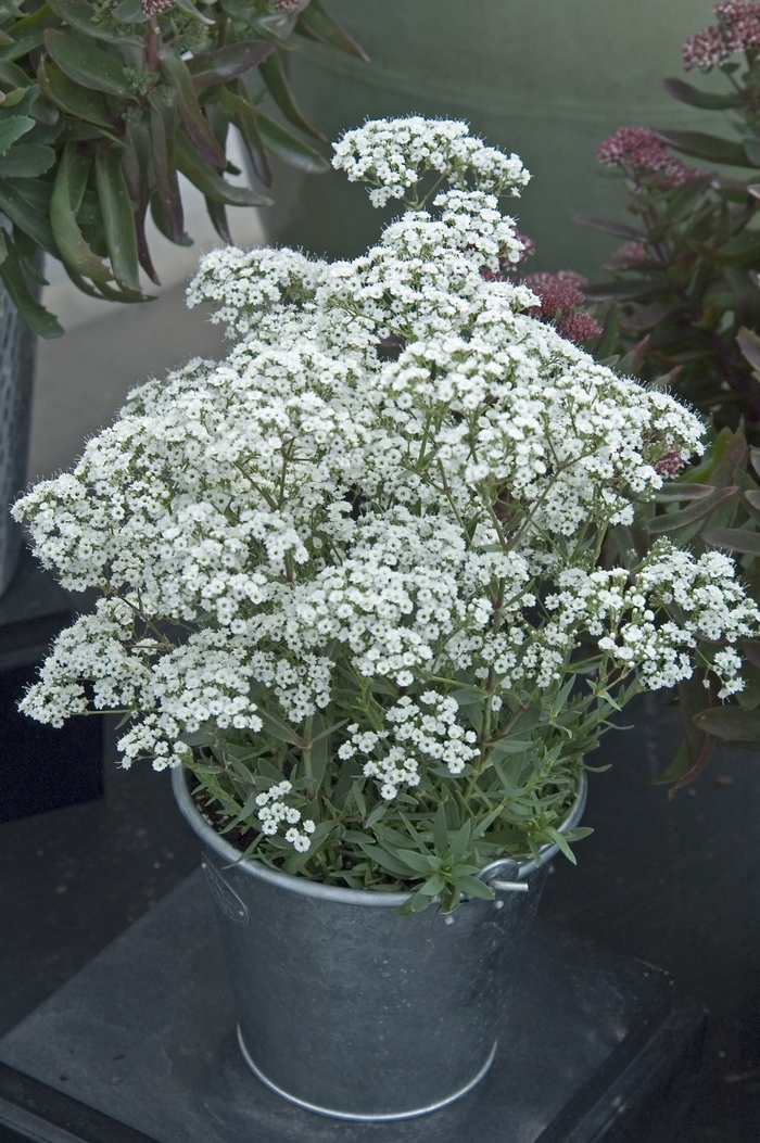 ''Festival Star™'' Hardy Baby''s Breath - Gypsophila paniculata from Ladds Gardencener