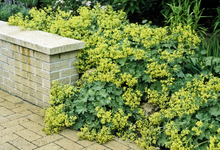 Lady's Mantle - Alchemilla mollis from Ladds Gardencener