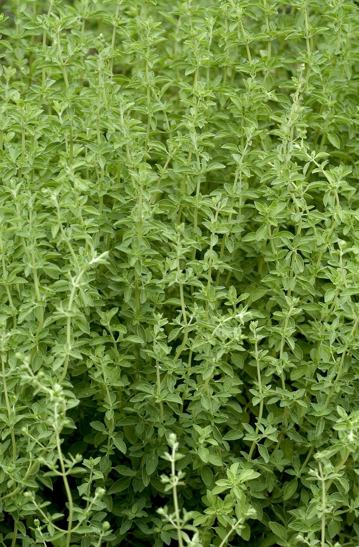 Sweet Marjoram - Origanum majorana from Ladds Gardencener