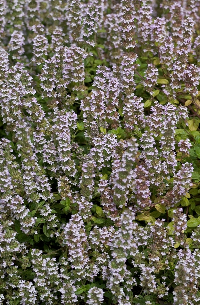 English Thyme - Thymus vulgaris from Ladds Gardencener