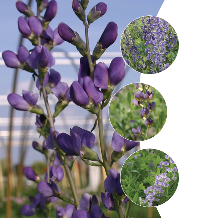 False Indigo, Assorted - Baptisia from Ladds Gardencener