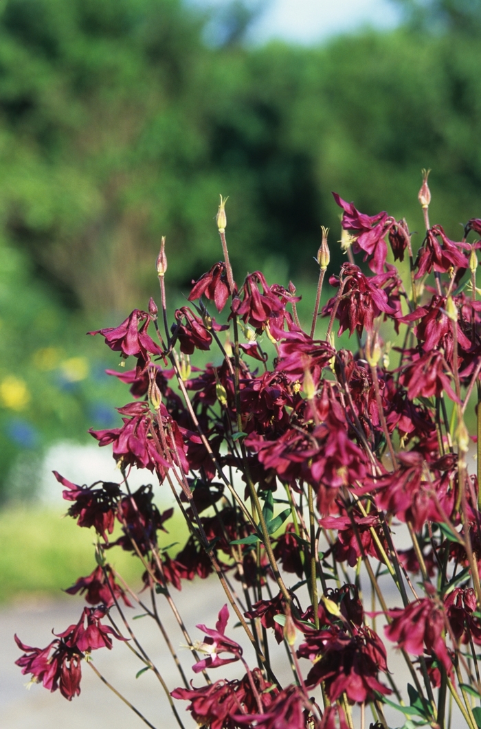 Wild Columbine - Aquilegia canadensis from Ladds Gardencener