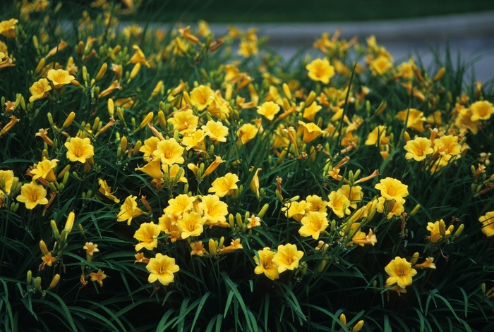 'Stella d' Oro' - Hemerocallis (Daylily) from Ladds Gardencener