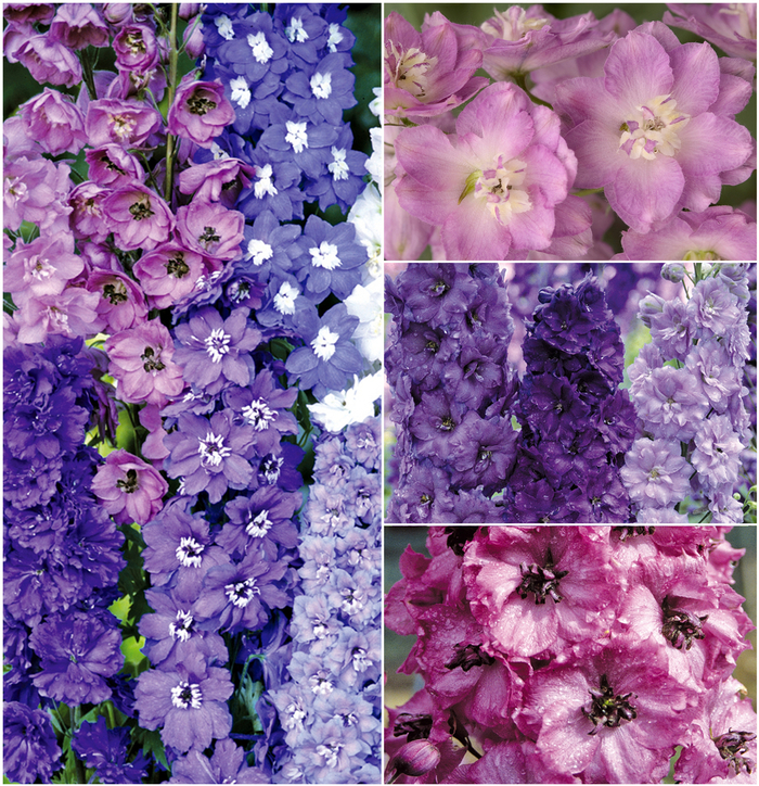 Multiple Varieties - Delphinium from Ladds Gardencener