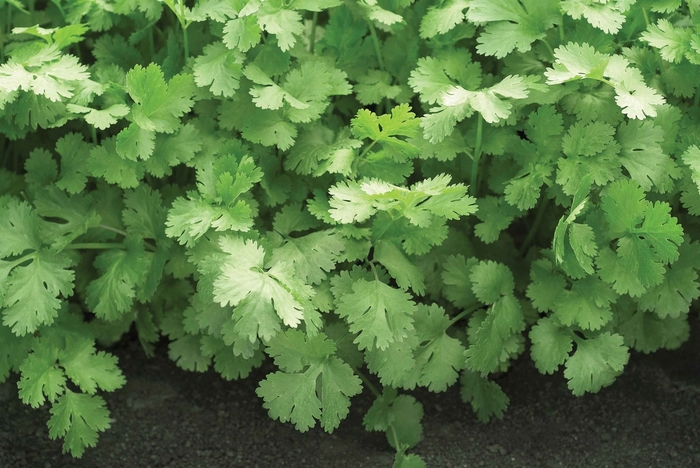 'Santo' Cilantro - Coriandrum sativum from Ladds Gardencener