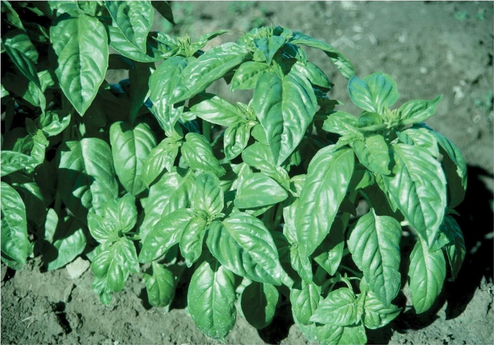 'Italian Large Leaf' Basil - Ocimum basilicum from Ladds Gardencener