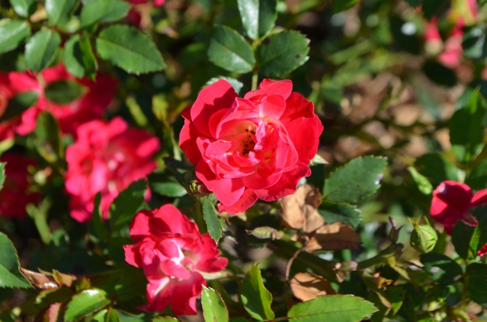 'Red Drift®' Rose - Rosa from Ladds Gardencener
