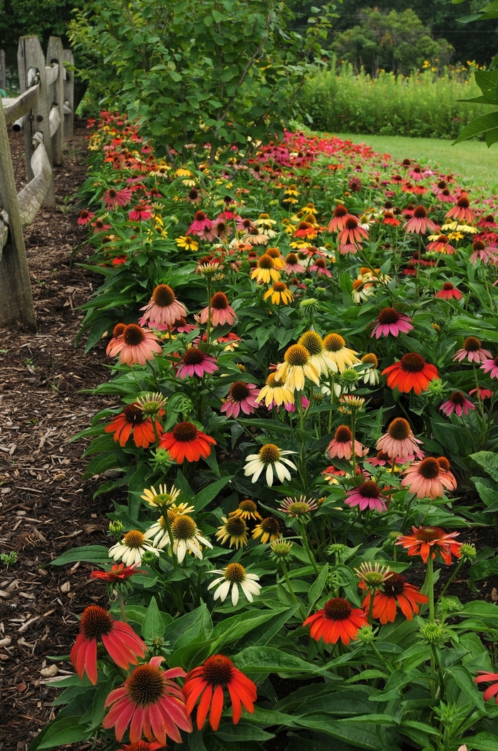 'Cheyenne Spirit' Coneflower - Echinacea from Ladds Gardencener