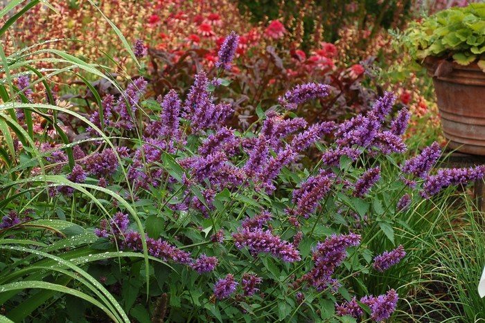 'Blue Boa' Hummingbird Mint - Agastache from Ladds Gardencener