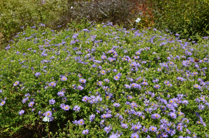 'October Skies' Aromatic Aster - Aster oblongifolius from Ladds Gardencener