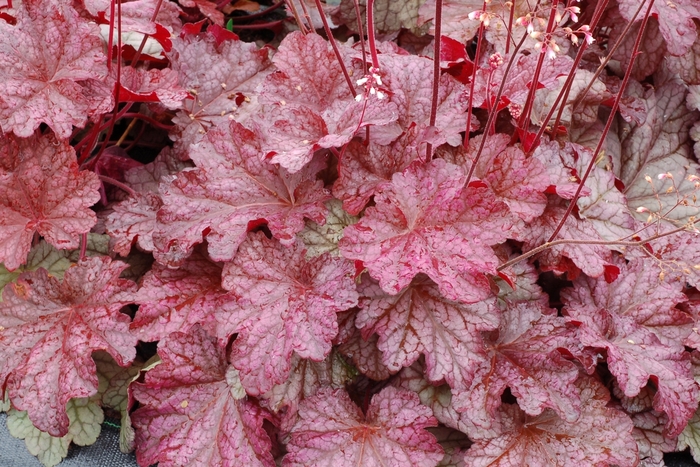 'Berry Smoothie' Coral Bells - Heuchera from Ladds Gardencener