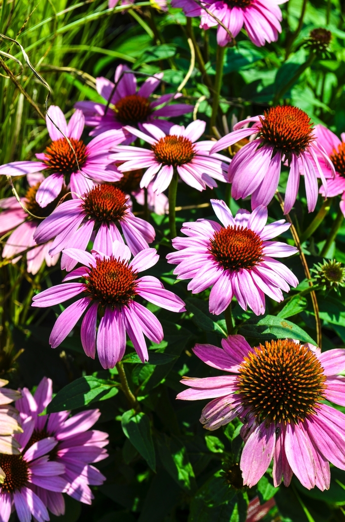 'Magnus' Coneflower - Echinacea purpurea from Ladds Gardencener