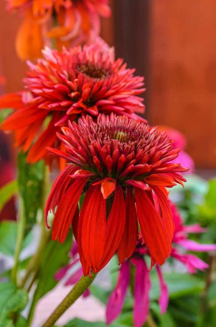 Double Scoop™ 'Raspberry' - Echinacea (Coneflower) from Ladds Gardencener