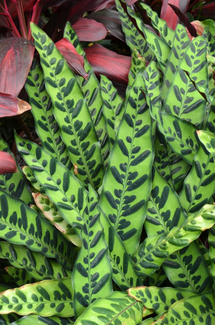 Rattlesnake Plant - Calathea lancifolia from Ladds Gardencener
