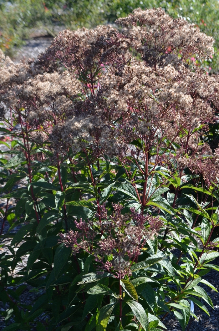 'Baby Joe' Joe Pye Weed - Eupatorium dubium from Ladds Gardencener