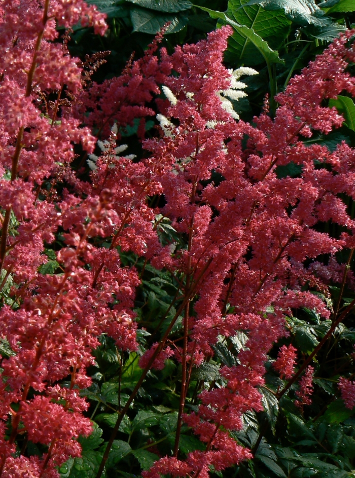 'Fanal' False Spirea - Astilbe x arendsii from Ladds Gardencener