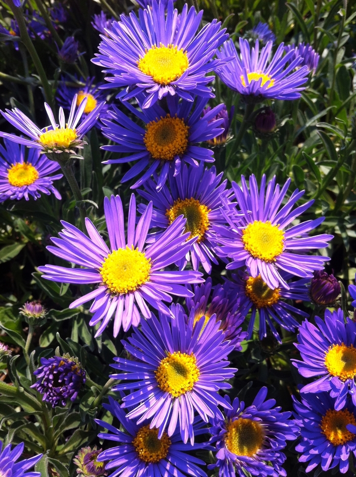 'Dark Beauty' Alpine Aster - Aster alpinus from Ladds Gardencener