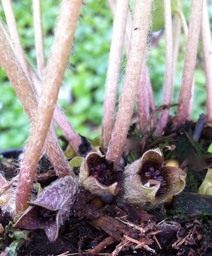 European Ginger - Asarum europaeum from Ladds Gardencener