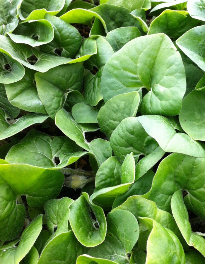 Wild Ginger - Asarum canadense from Ladds Gardencener
