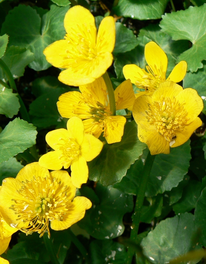 Marsh Marigold - Caltha palustris from Ladds Gardencener