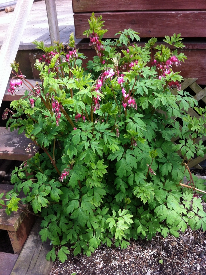 Bleeding Heart - Dicentra spectabilis from Ladds Gardencener