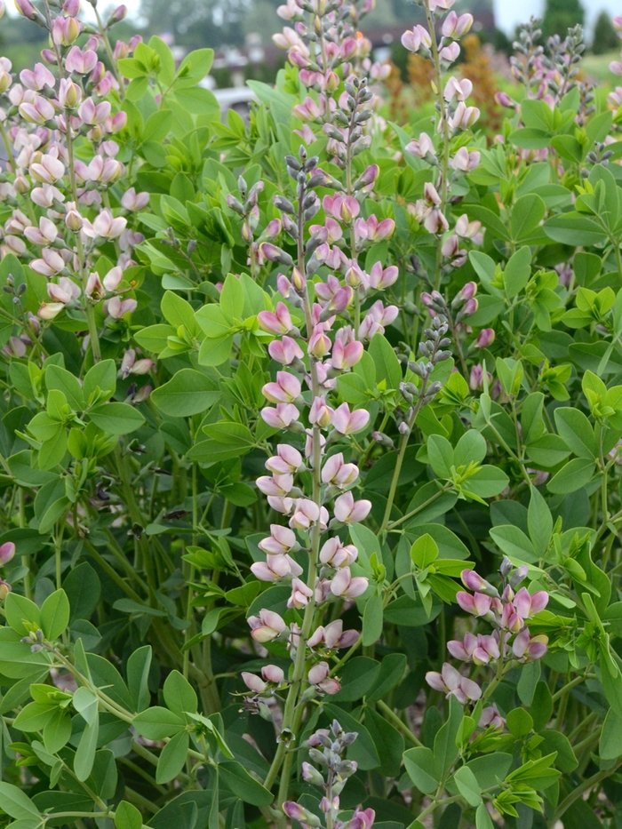 Decadence® Deluxe 'Pink Truffles' - Baptisia (False Indigo) from Ladds Gardencener