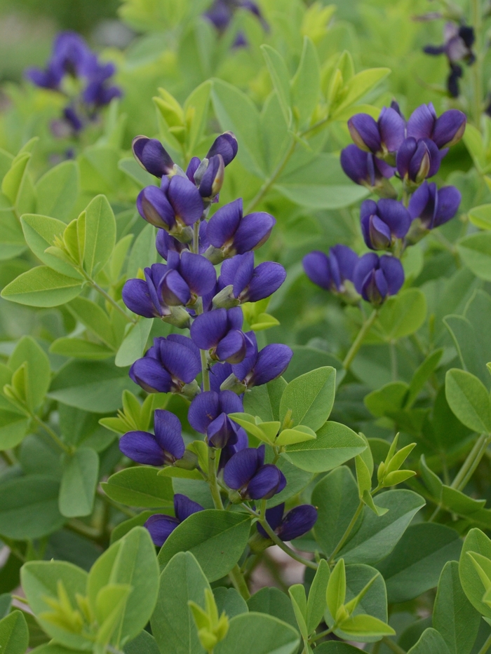 Decadence® 'Sparkling Sapphires' - Baptisia (False Indigo) from Ladds Gardencener