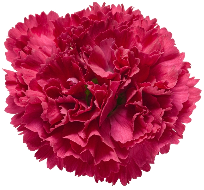 Fruit Punch® 'Cranberry Cocktail' - Dianthus (Pinks) from Ladds Gardencener