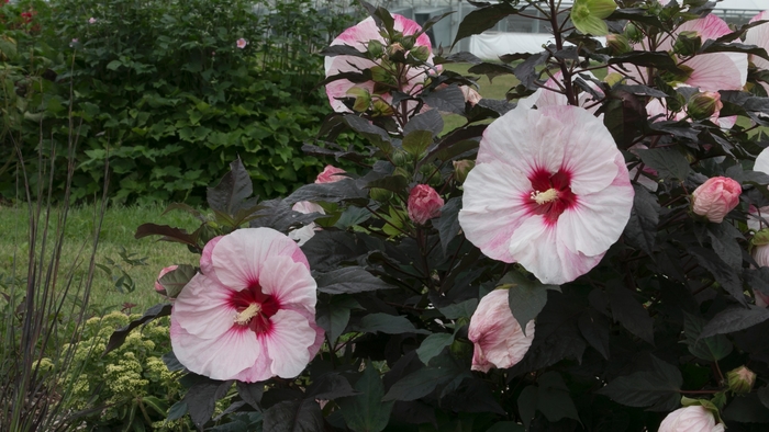 Summerific® 'Perfect Storm' - Hibiscus (Rose Mallow) from Ladds Gardencener