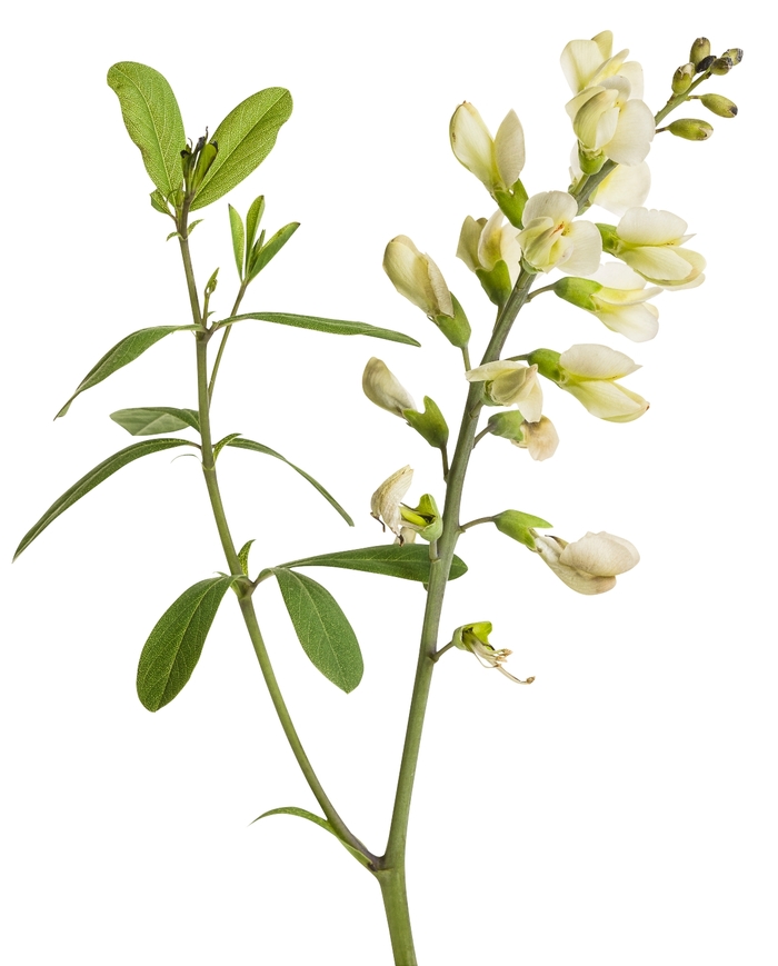 Decadence® 'Vanilla Cream' - Baptisia (False Indigo) from Ladds Gardencener