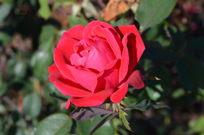 Knock Out® Double - Rosa (Shrub Rose) from Ladds Gardencener