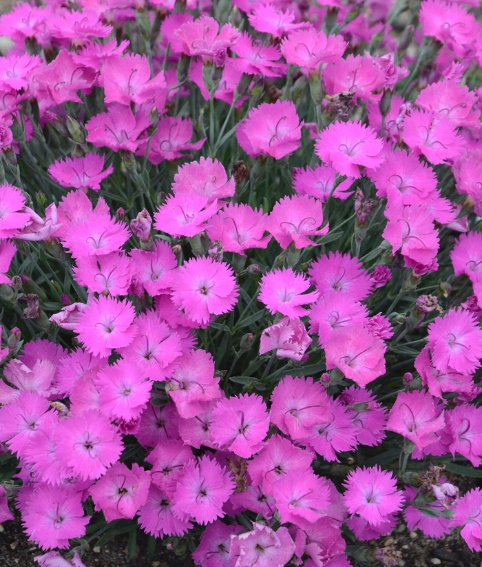 'Paint the Town Fuchsia' Pinks - Dianthus from Ladds Gardencener