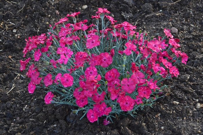 'Paint the Town Magenta' Pinks - Dianthus from Ladds Gardencener