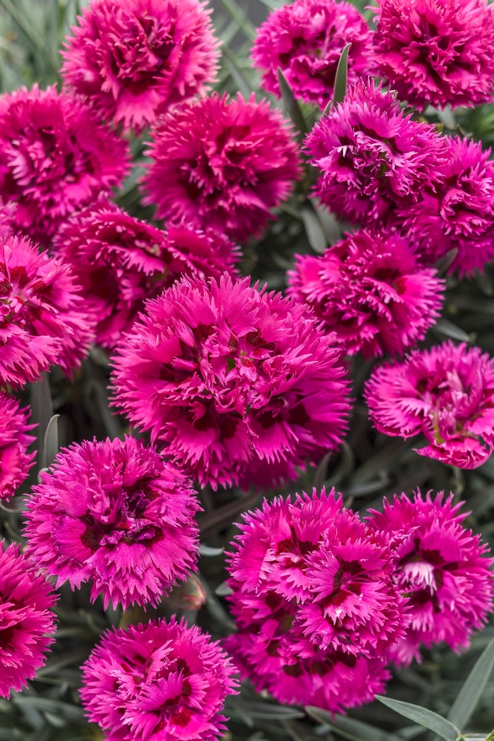 Fruit Punch® 'Spiked Punch' - Dianthus (Pinks) from Ladds Gardencener