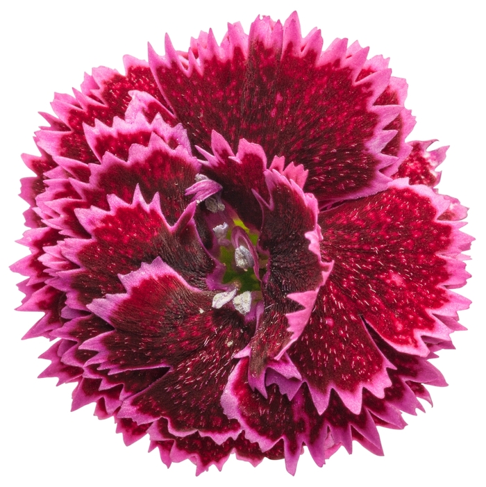 Fruit Punch® 'Black Cherry Frost' - Dianthus (Pinks) from Ladds Gardencener
