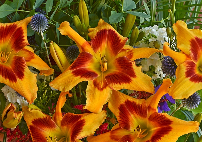 Rainbow Rhythm® 'Tiger Swirl' - Hemerocallis (Daylily) from Ladds Gardencener