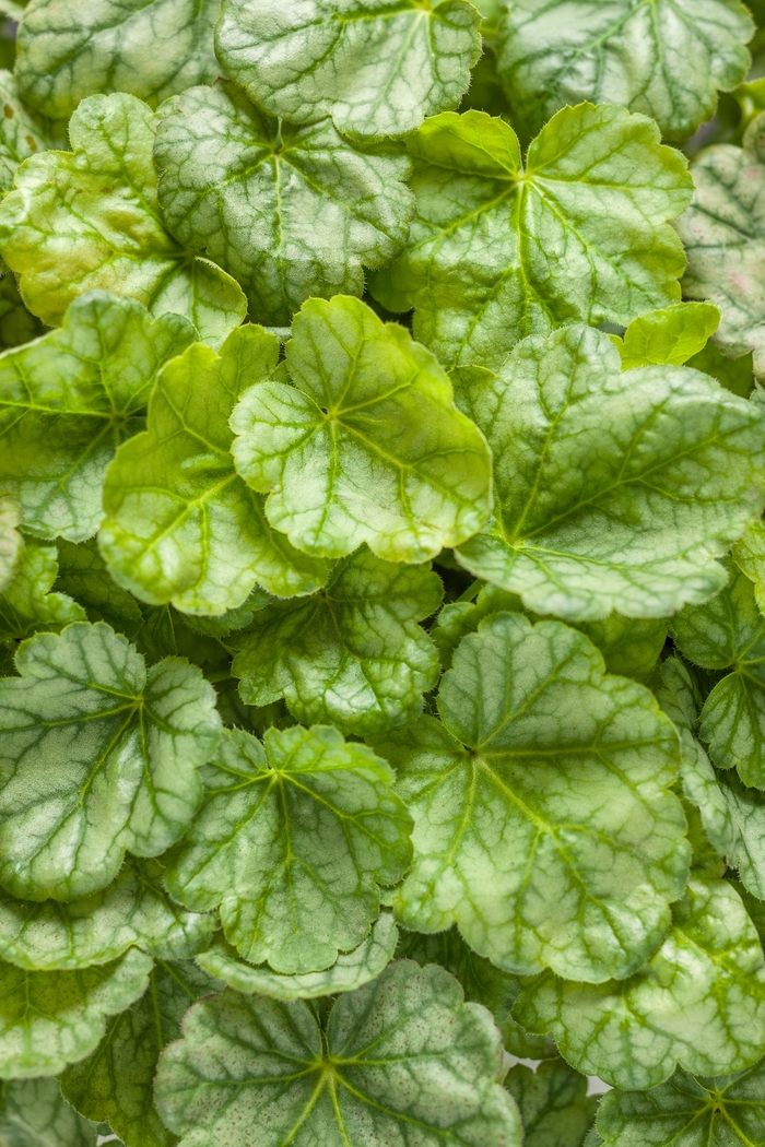 Dolce® 'Appletini' - Heuchera (Coral Bells) from Ladds Gardencener