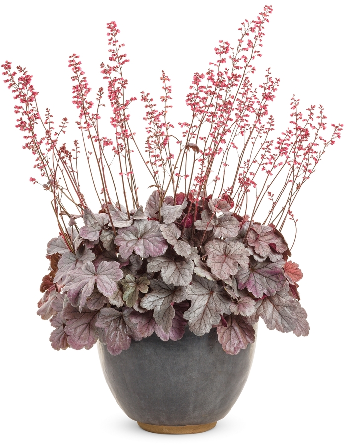 Dolce® 'Silver Gumdrop' - Heuchera (Coral Bells) from Ladds Gardencener