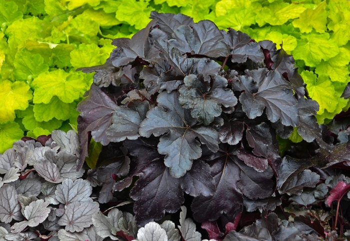 Primo® 'Black Pearl' - Heuchera (Coral Bells) from Ladds Gardencener
