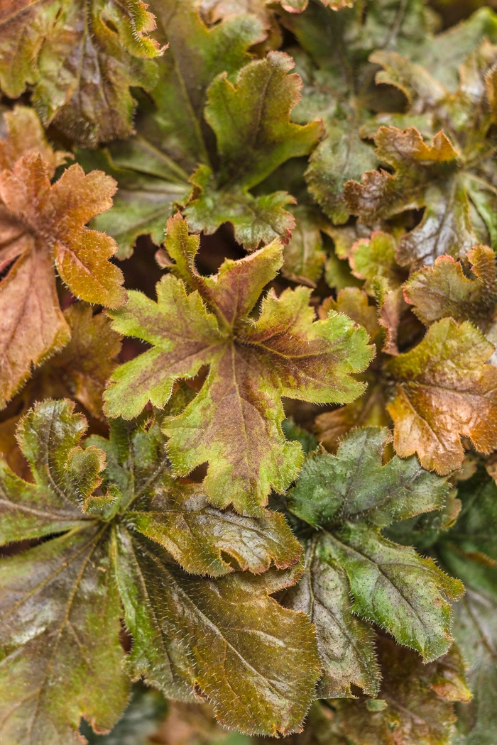 Fun and Games® 'Hopscotch' - Heucherella (Foamy Bells) from Ladds Gardencener