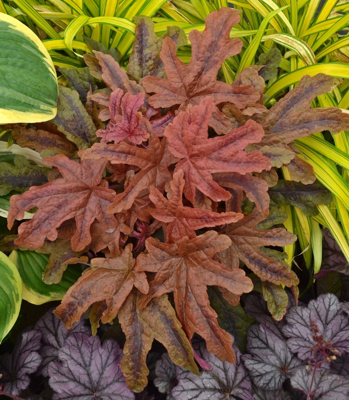 Fun and Games® 'Red Rover' - Heucherella (Foamy Bells) from Ladds Gardencener