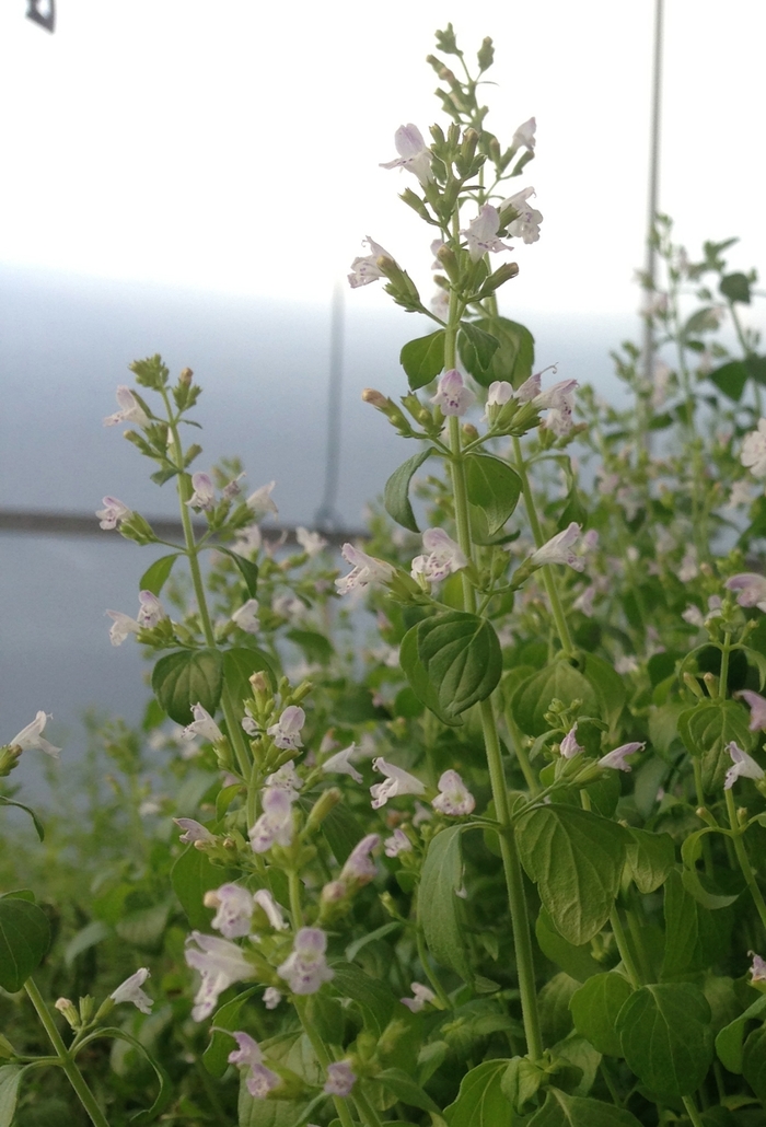 Calamint - Calamintha nepeta from Ladds Gardencener