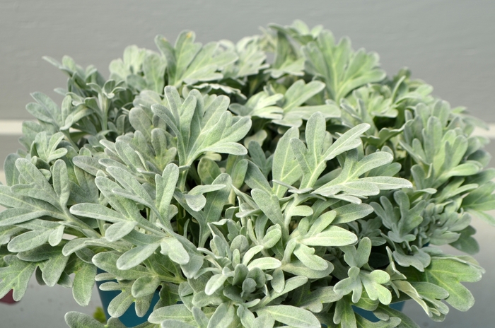 'Silver Brocade' - Artemisia stelleriana from Ladds Gardencener