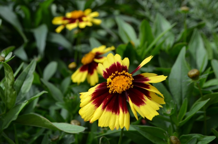 UpTick™ ''Yellow & Red'' - Coreopsis (Tickseed) from Ladds Gardencener