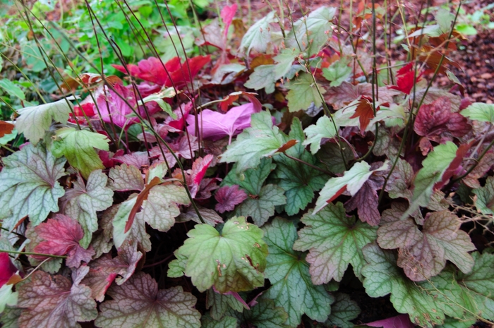'Carnival Watermelon' Coral Bells - Heuchera from Ladds Gardencener
