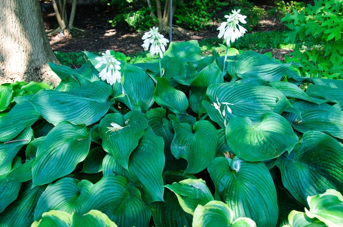 'Blue Angel' Hosta, Plantain Lily - Hosta from Ladds Gardencener